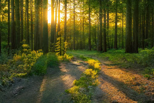 Lage und Umgebung Borkheide